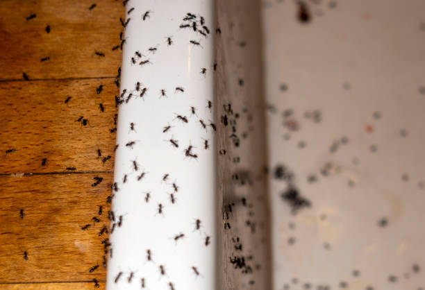 Wasp Removal Services in Vance, AL