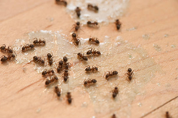 Best Residential Pest Control  in Vance, AL